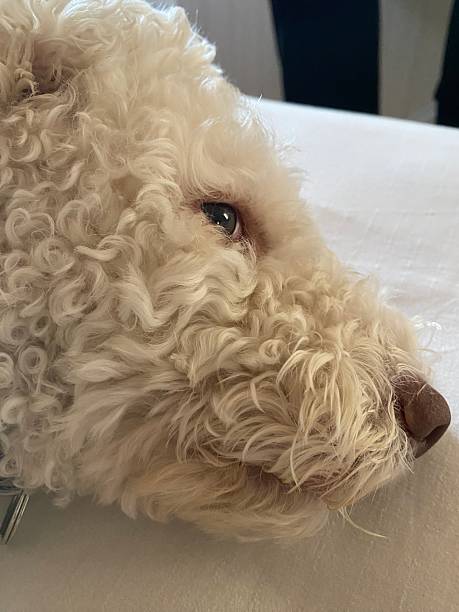 istock Lagotto Romagnolo, curly-haired dog resting peacefully 2228056040