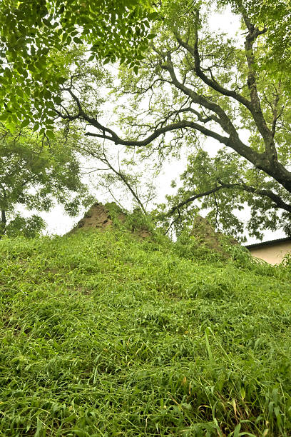 Lush green grass covers a mound with termite hills visible at the top.