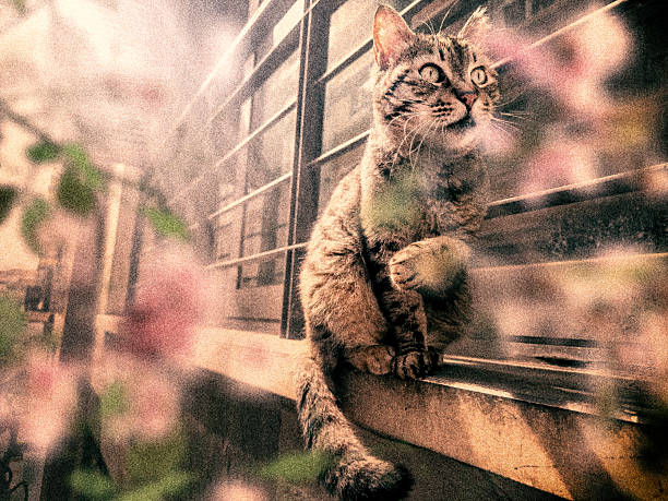 Close up cute stray cat portrait sitting at window sill