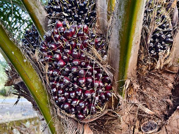 istock oil palm fruit on the tree and ripe 2228058346