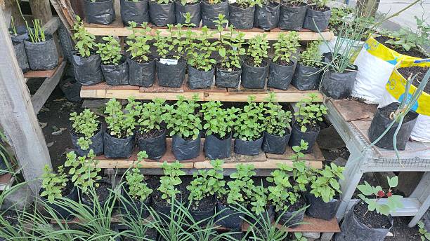 istock Stevia Plants Neatly Arranged on Wooden Shelves 2228061029