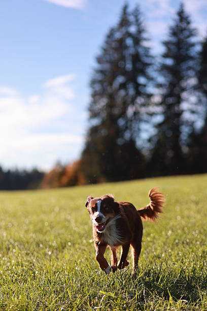 istock A brown and white dog is running through a grassy field 2228061165