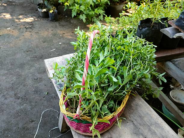 Fresh green leafy plants grow in clear glass bottles