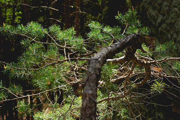 A pine tree in forest against the background of a woods, tranquil woodland scene, photography