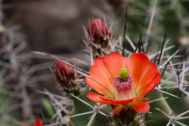 istock Claret Cup Cactus Flower in Bloom, Big Bend National Park, Texas 2228063271