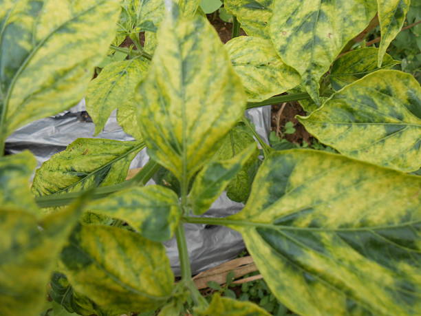 istock Diseased Plant Leaves with Yellow Mosaic 2228064272