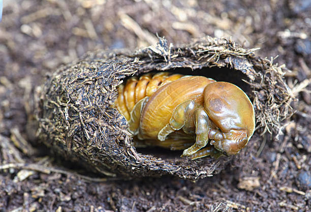 Larva of coconut Rhinoceros beetle living in  the cocoon . coconut pest