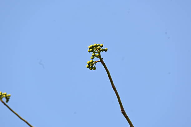 istock White Bombax ceiba flower. 2228066020