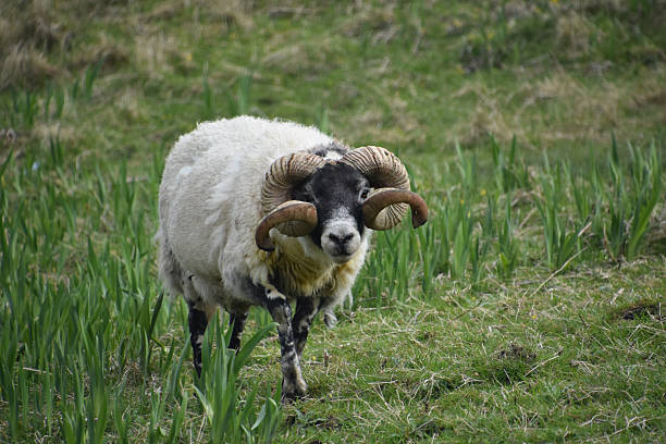 istock Woolly Grazing Blackfaced Sheep in the Highlands 2228066391