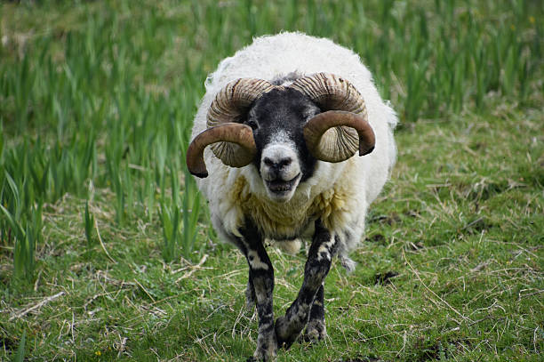 istock Bleating Blackfaced Ram with Spiral Horns in Scotland 2228066399