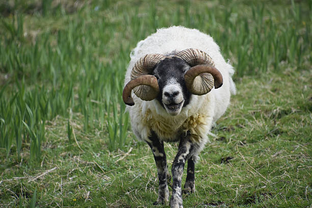 istock Bleating and Crying Sheep with Curled Horns 2228066409