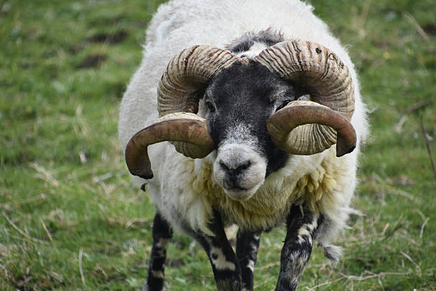 istock Terrific Blackfaced Sheep with a Shaggy Coat 2228066427