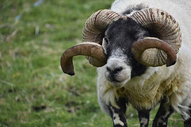 istock Terrific Close Up of a Blackfaced Sheep 2228066428