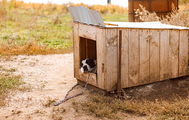 chained up guard dog sleeping in the booth.