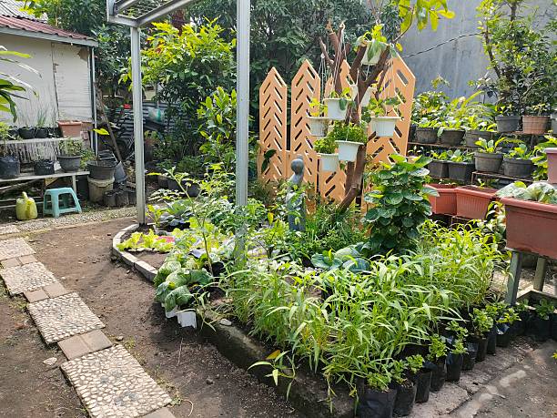 a beautifully organized urban garden with a variety of fresh green vegetables and ornamental plants. In the foreground, rows of leafy vegetables, including water spinach and other greens, are neatly arranged in black polybags, while behind them, lush cabbages and lettuce grow in a raised bed bordered with bricks. Hanging pots with small plants are attached to a tree, adding vertical interest to the garden design. A decorative orange panel serves as a backdrop, enhancing the aesthetic appeal. On the right side, tiered shelves hold numerous potted plants, making efficient use of space in this vibrant, well-maintained home garden.