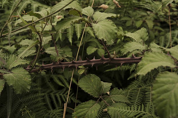 Detailed view of a thick bramble stem covered in sharp thorns, surrounded by green leaves and ferns. A sharp contrast between softness and danger in nature.