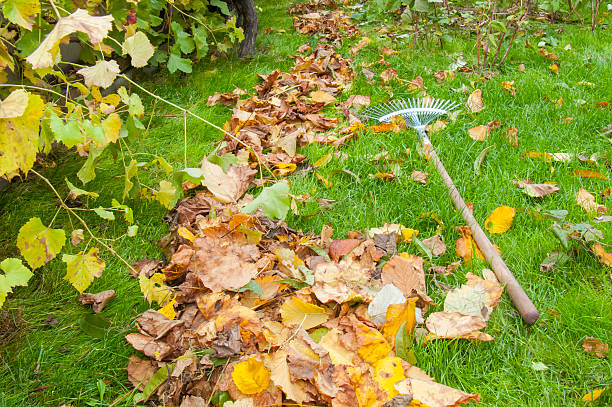 istock Autumn Leaf Path: Rake in the Middle of Cleanup 2228068469