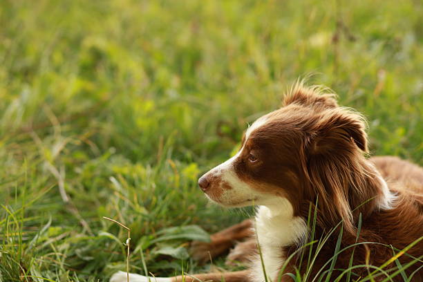 A brown and white dog is laying in the grass. The dog is looking to the right. The grass is green and lush. .