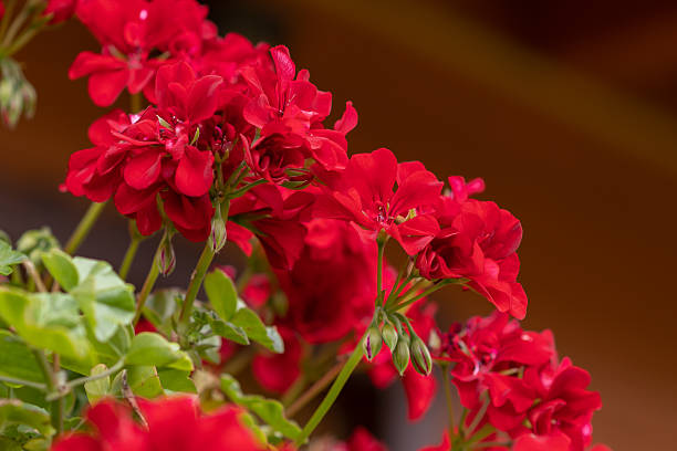 istock Red pelargonium flowers, blooming geranium. Decorative flowering houseplant. 2228070825