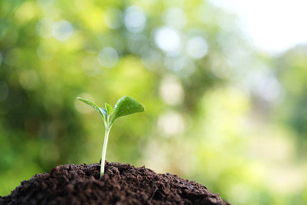 istock Small growing plant under morning sunlight 2228071215