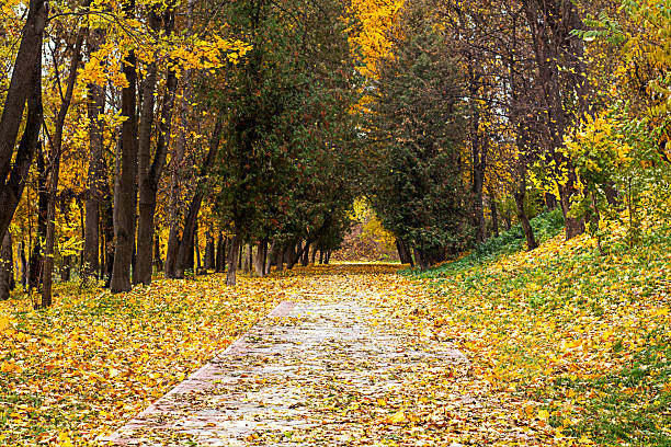 A quiet park features a pathway lined with colorful autumn leaves and trees.