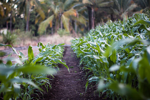 istock Corn cultivation on a plantation. Fertile corn plantation. 2228072054