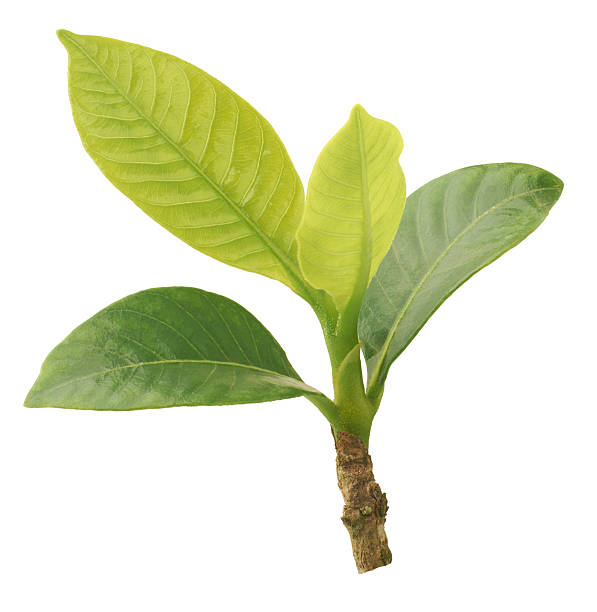 istock close-up of small green plant sapling isolated 2228073728