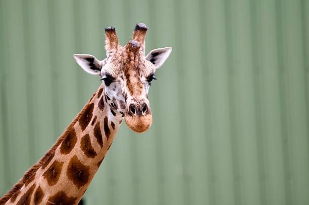 Close up of giraffe