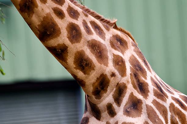 A giraffe standing near a tree