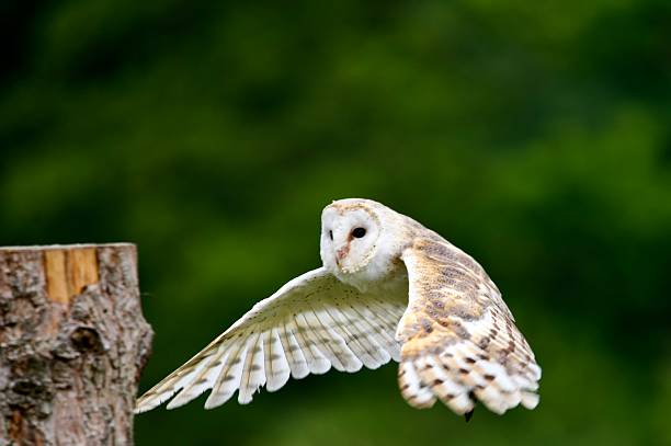 istock Barn Owl in flight landing on a post 2228073927