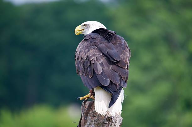 Landing on a perching stick, white background.
