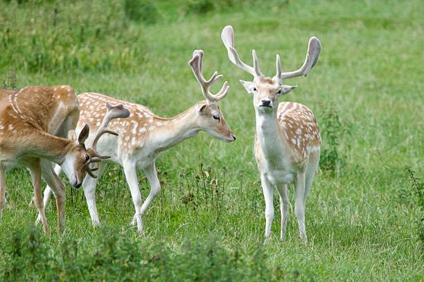 istock Male Fallow deer antlers turned towards the camera 2228073961