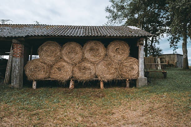 Rustic open-sided barn stacked with round hay bales under a corrugated roof, set on a grassy field with farm equipment and trees in the background, evoking rural life and agriculture