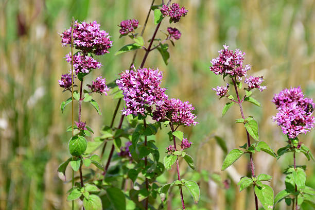 istock origanum with flowers in summer in Germany 2228077577