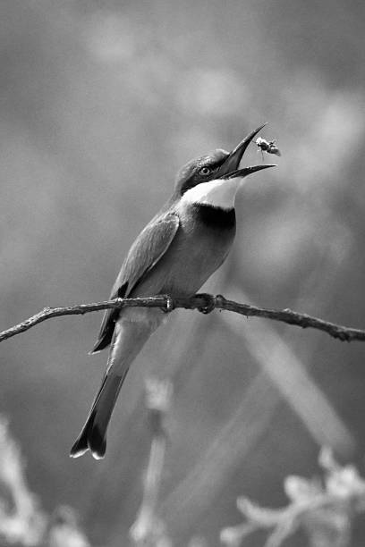 istock Mono little bee-eater on branch tosses fly 2228078349
