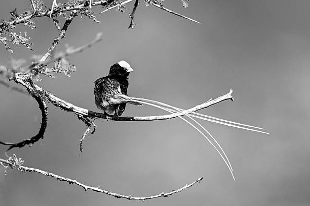 istock Mono straw-tailed whydah with catchlight on branch 2228078952