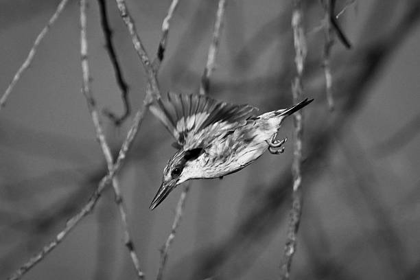 istock Mono striped kingfisher with catchlight leaves branch 2228078967