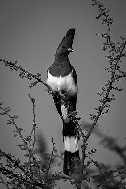 istock Mono white-bellied go-away-bird with catchlight on thornbush 2228078970