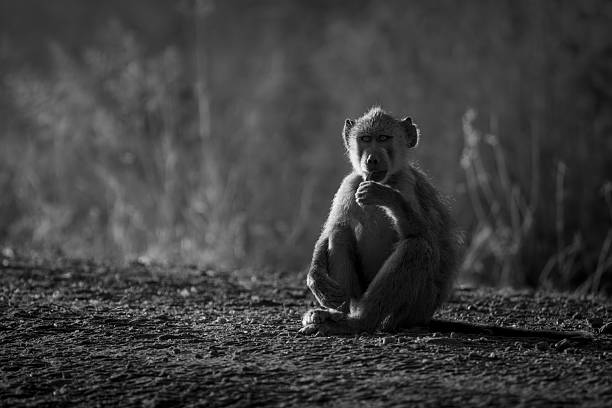 istock Mono yellow baboon sits chewing at sunrise 2228078975