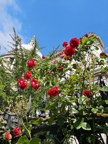 Rose bush at St. Paul's Cathedral