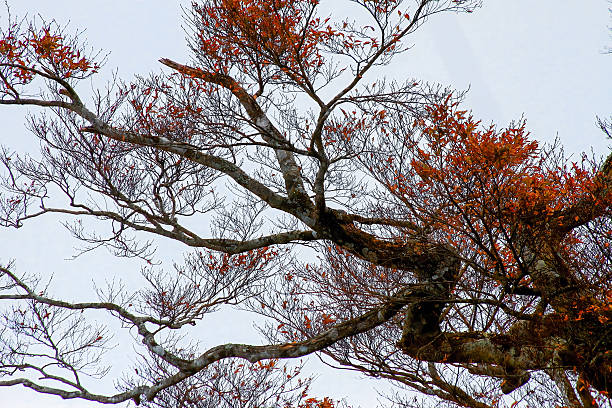 Red leaves on branches along a trail at Taipingshan in Yilan Taiwan, captured in autumn 2012, with dimmed foliage under morning light.