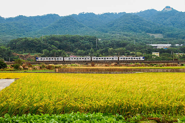 istock Train Passing Rice Fields at Longgang Houlong Taiwan. 2228081917