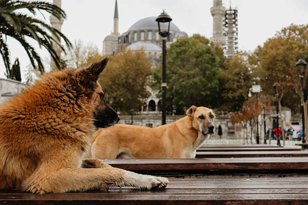A unique view of the famous Sultanahmet Mosque and a large palm tree with two dogs sitting on a long bench in the foreground.