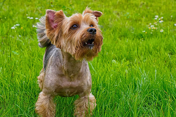 istock Dog. Yorkshire terrier. A charming, thoroughbred dog. Pets. 2228083105