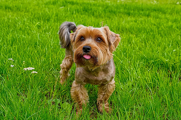 istock Dog. Yorkshire terrier. A charming, smiling, thoroughbred dog. Pets. 2228083113