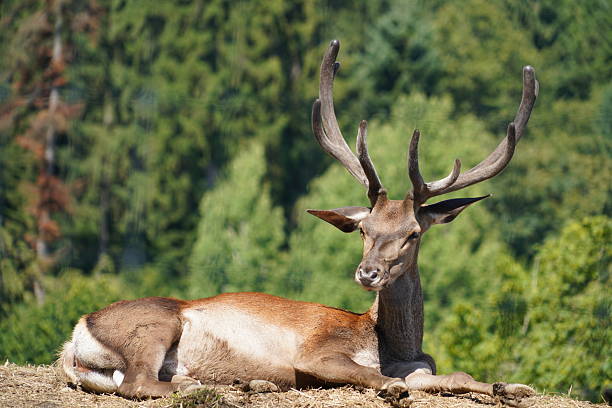 istock Lynx wolf animal,  grizzly, wildlife, deer 2228083646
