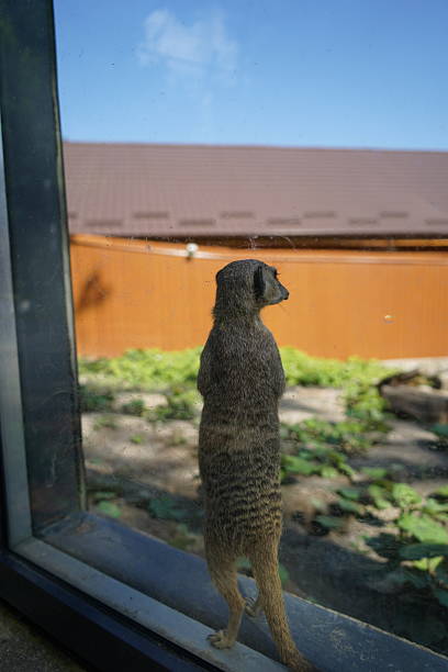istock Lynx animale,  grizzly, wildlife, deer, eagle suricate 2228084529