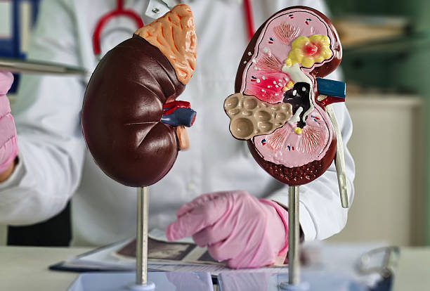 istock Medical professional examines kidney models to explain anatomy and function of organs during a health demonstration concept 2228087817