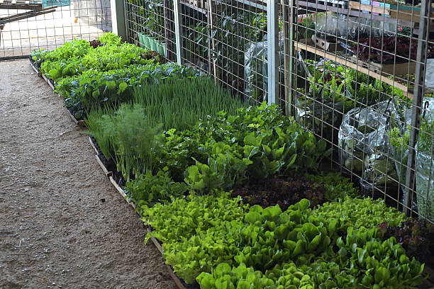 Counter with various fresh herb seedlings, such as basil, rosemary, and parsley, organized for sale. The image inspires the cultivation of a home garden and the use of fresh ingredients in cooking. Ideal for themes of gardening, gastronomy, and healthy eating.
