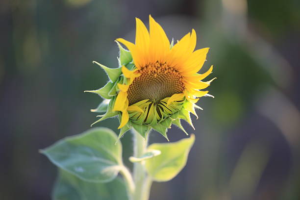 istock Shy sunflower in the field 2228088940